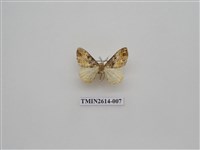 藏品(尺蛾133)的圖片